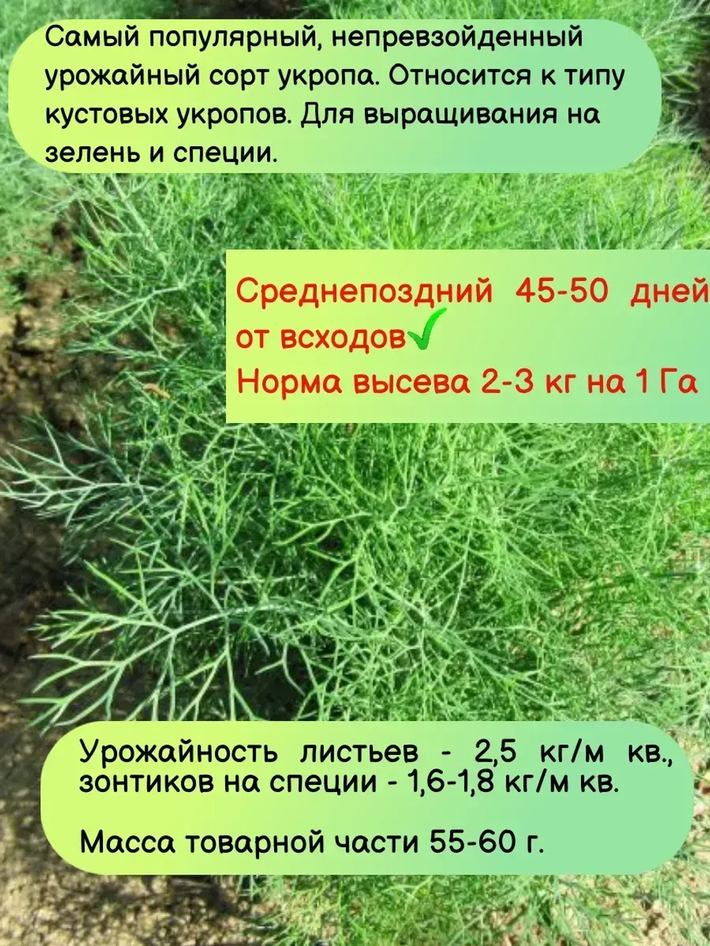 Набор семян петрушка+укроп на зелень 40 гр