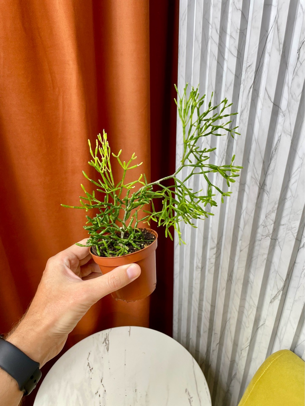 Хатиора, D9см Н15см, 1шт, Urban Jungle