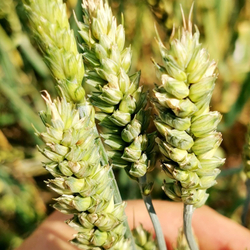Карликовая Плотноколосая Пшеница - Triticum Compactum
