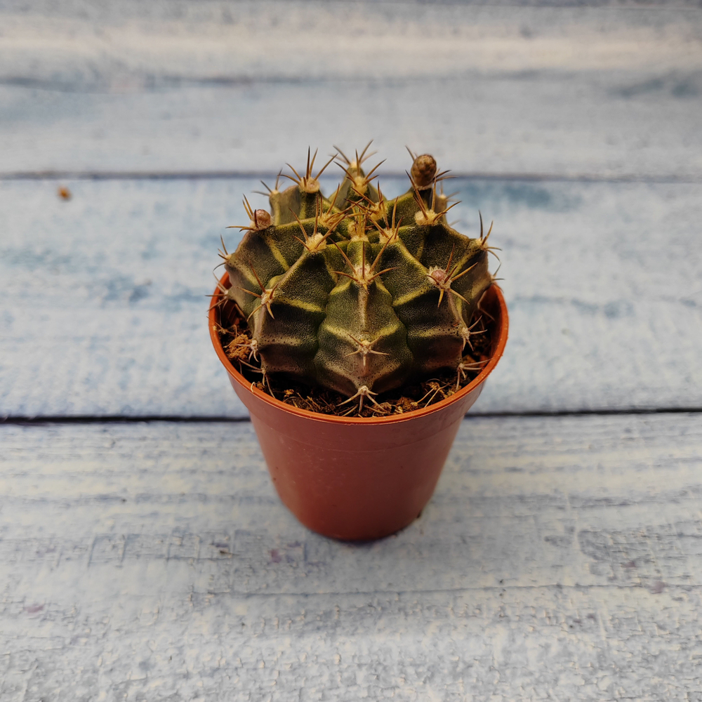 Gymnocalycium Friedrichii (Гимнокалициум)