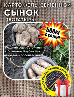 Картофель Сынок (Богатырь), посадочный материал 1 кг