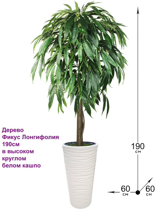 Искусственное дерево Фикус Лонгифолия 190 см в высоком круглом белом кашпо