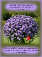 Астра Блю букет новобельгийская многолетняя
