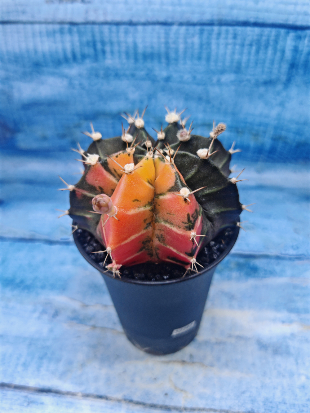 Gymnocalycium Variegata (Гимнокалициум Вариегатный)