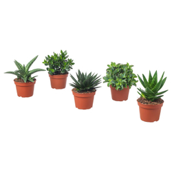IKEA SUCCULENT  (ИКЕА СУССУЛЕНТ)  -  Комнатное растение в горшке - разные расцветки 15 см