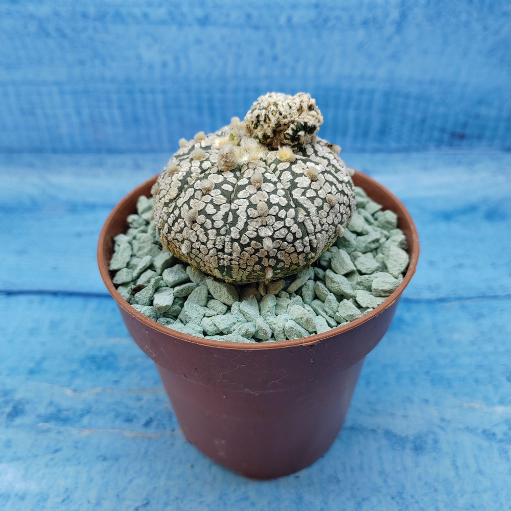 Astrophytum Asterias "Super Kabuto" (Астрофитум)