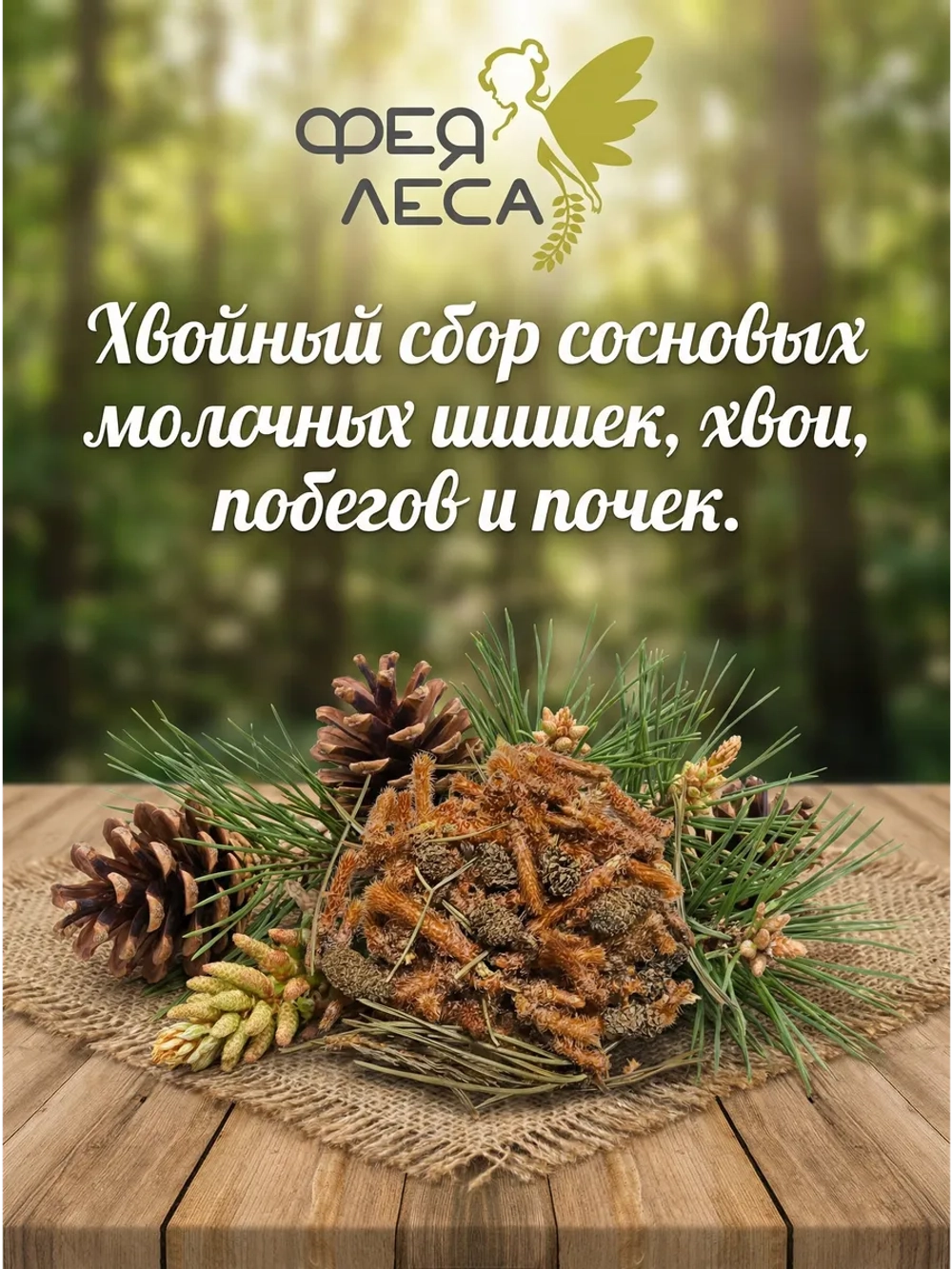 Хвойный сбор: побеги, почки, молочные шишки сосны