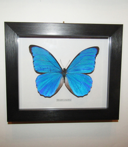 Бабочка Morpho anaxibia в рамке