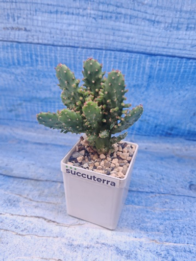 Opuntia Monacantha Variegata (Опунция)