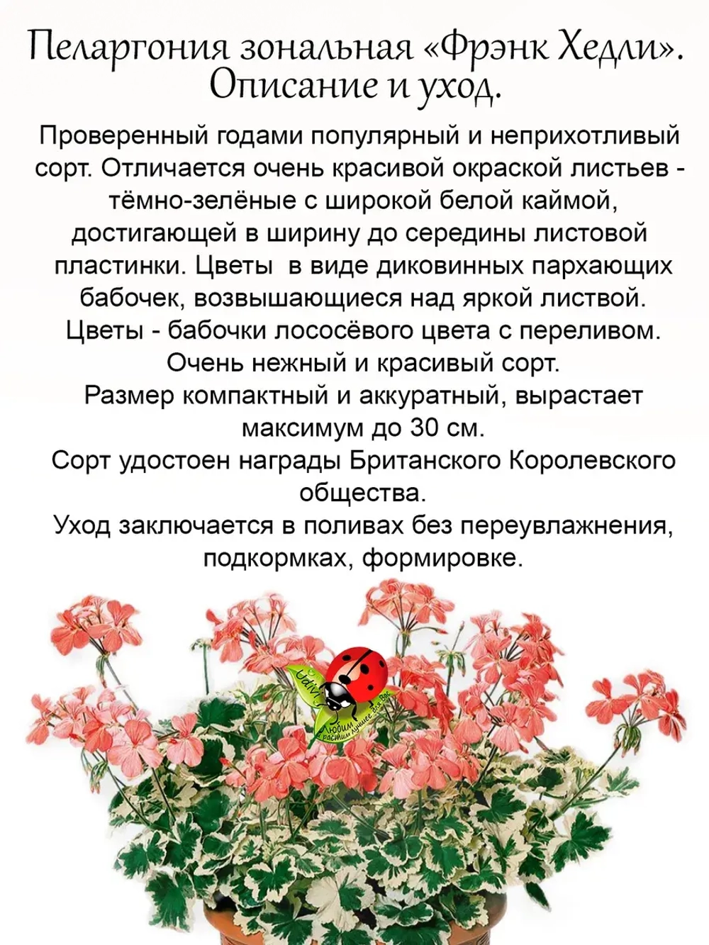 Пеларгония Фрэнк Хедли герань пёстролистная