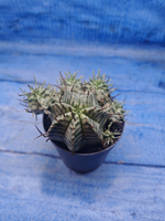 Euphorbia meloformis f. Variegated (Эуфорбия вариегатная)