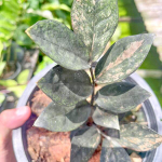 Замиокулькас DWARF VAR 1 leaf (А145)