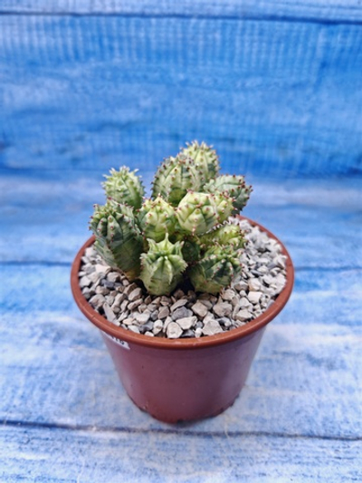 Euphorbia Pseudoglobosa variagate (Эуфорбия)