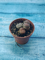 Lithops sp. (Литопсы)