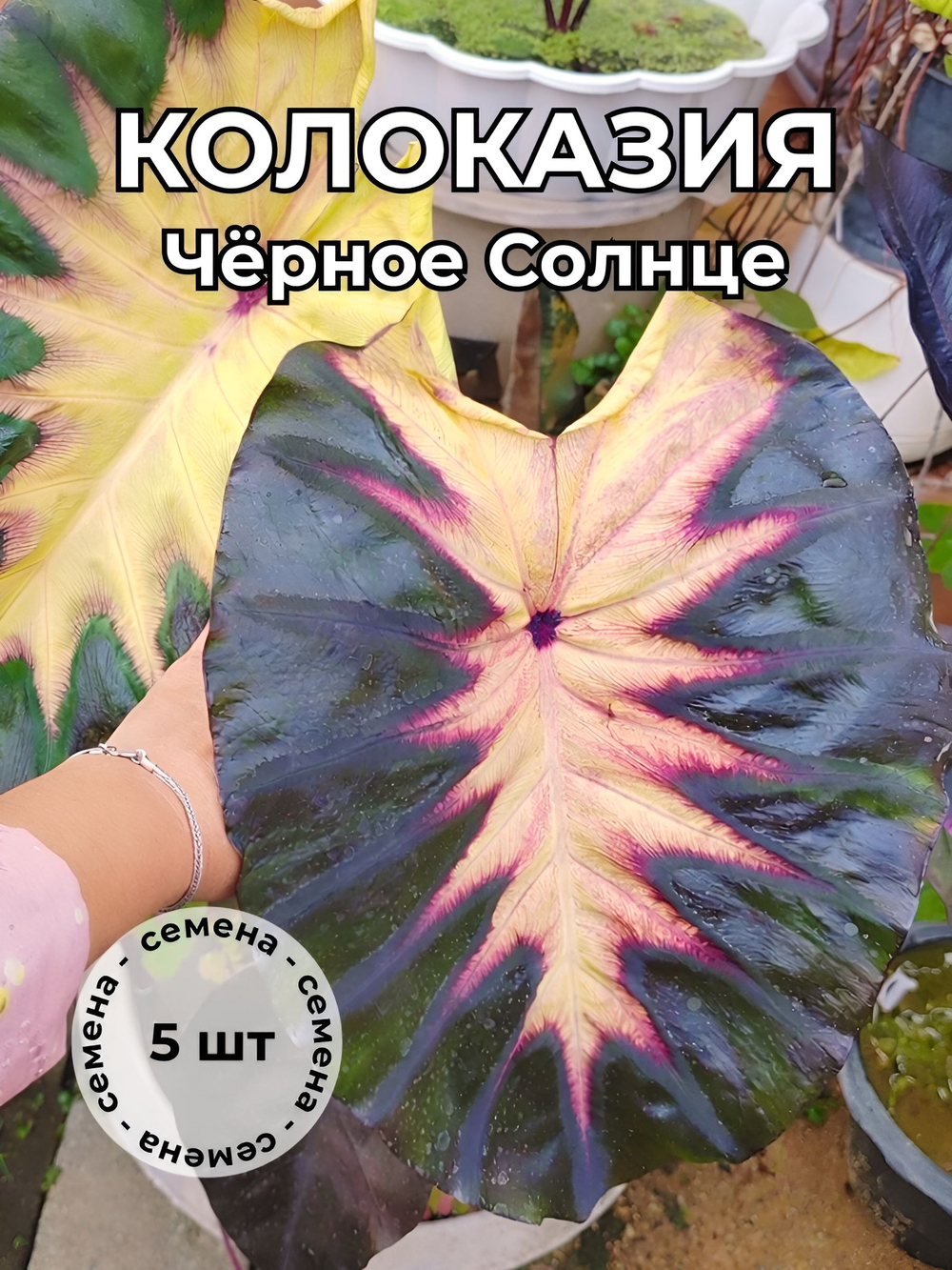Колоказия "Чёрное солнце" семена 5 штук