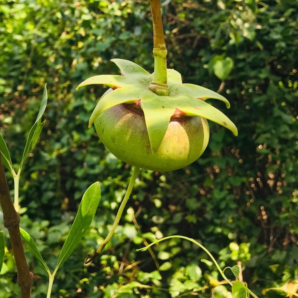 Лампу, мангровое яблоко (Sonneratia caseolaris) семена 5 шт