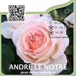 Роза чайно-гибридная "Andre Le Notre"