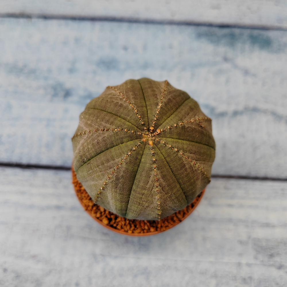Euphoria Obesa (Эуфорбия)