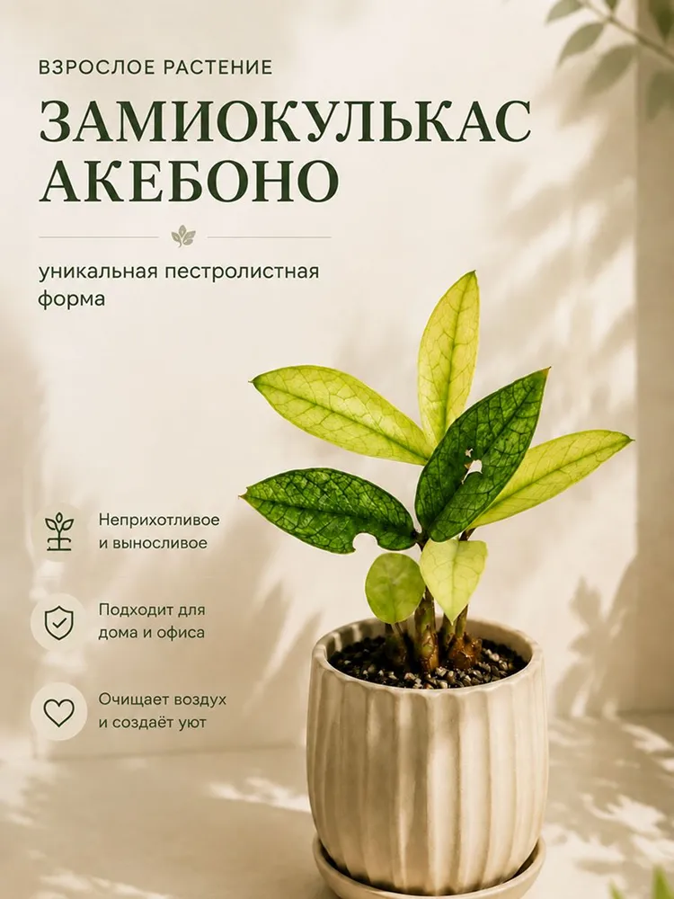 Замиокулькас Акебоно растение 1 штука