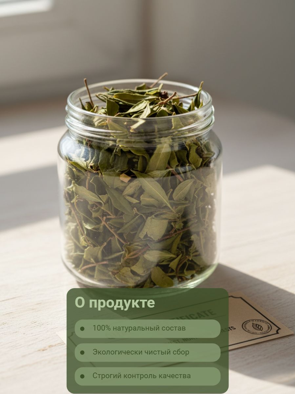 Зимолюбка зонтичная