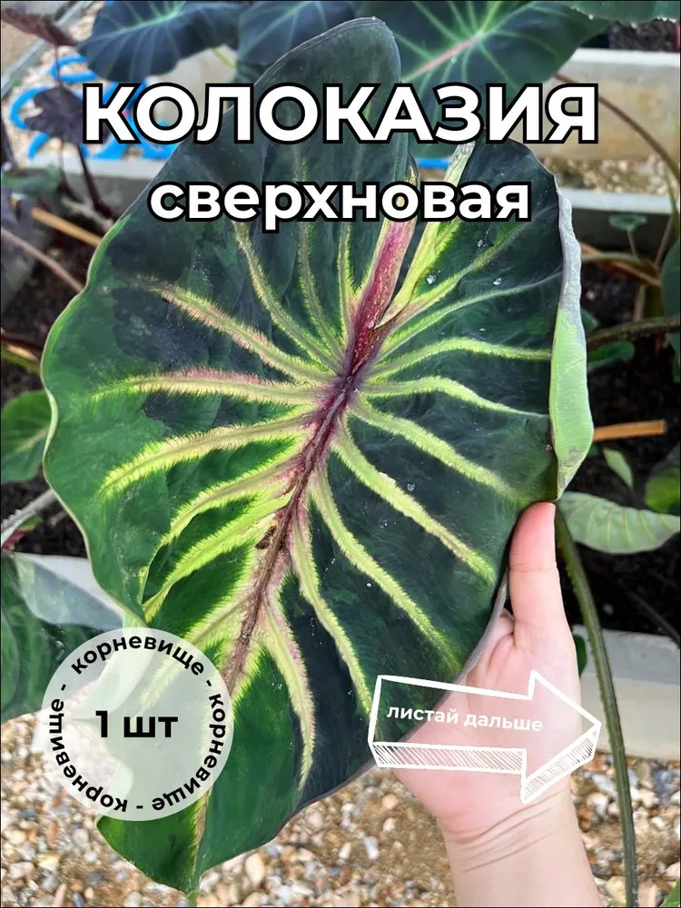 Колоказия Сверхновая Super nova коревище