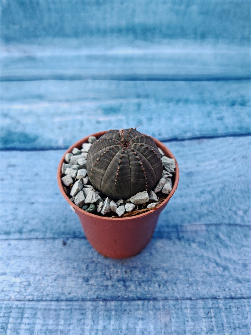 Суккулент Euphorbia Obesa (Эуфорбия)