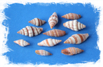 Вексиллум Ругосум, 2,5-5см, 100гр, 25шт