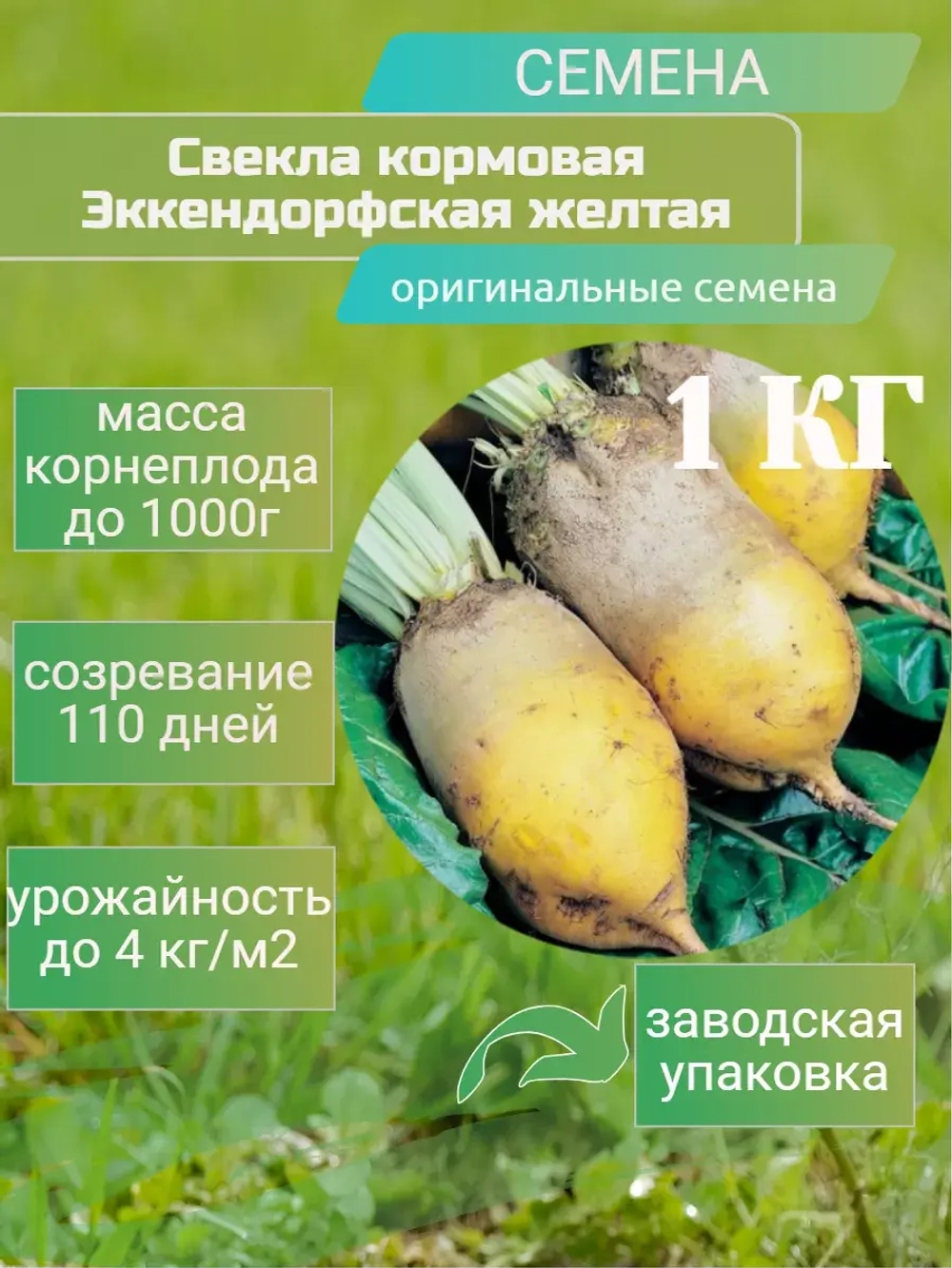 Свекла кормовая Эккендорфская желтая