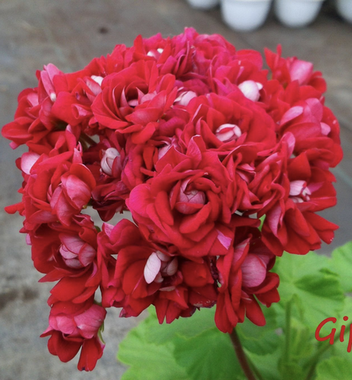 3025 Пеларгония Gypsy