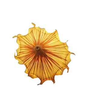 Medusa Wall Light by aqua creations