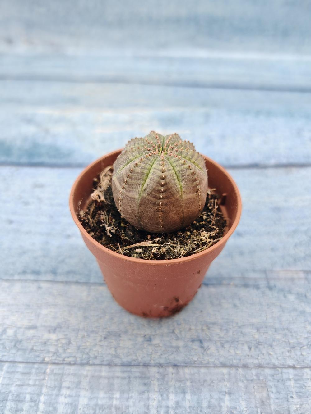 Euphoria Obesa (Эуфорбия)