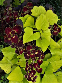 Trailing Burgundy колеус_Сейчас