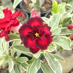Адениум вариегатный WONDERFUL RED VAR (W47)
