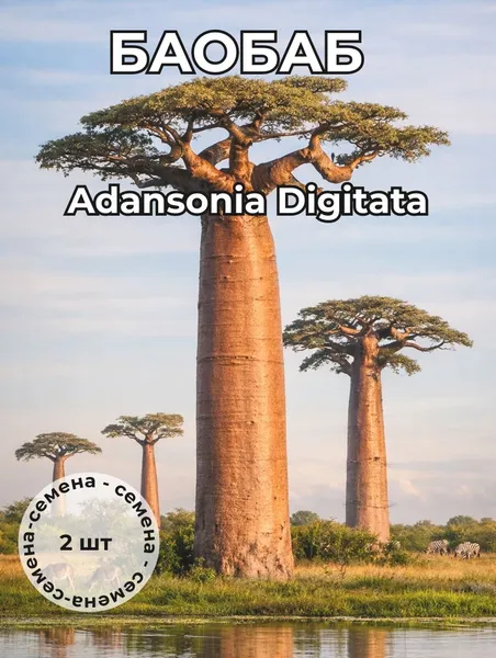 Баобаб Adansonia Digitata семена 2 штуки