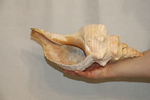 Раковина Плеуроплока гигантея (Pleuroploca gigantea) 1 шт., 42 см