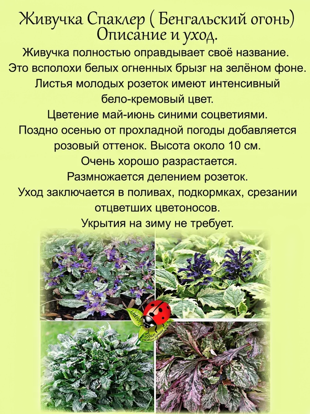 Живучка Спарклер Бенгальский огонь аюга многолетник