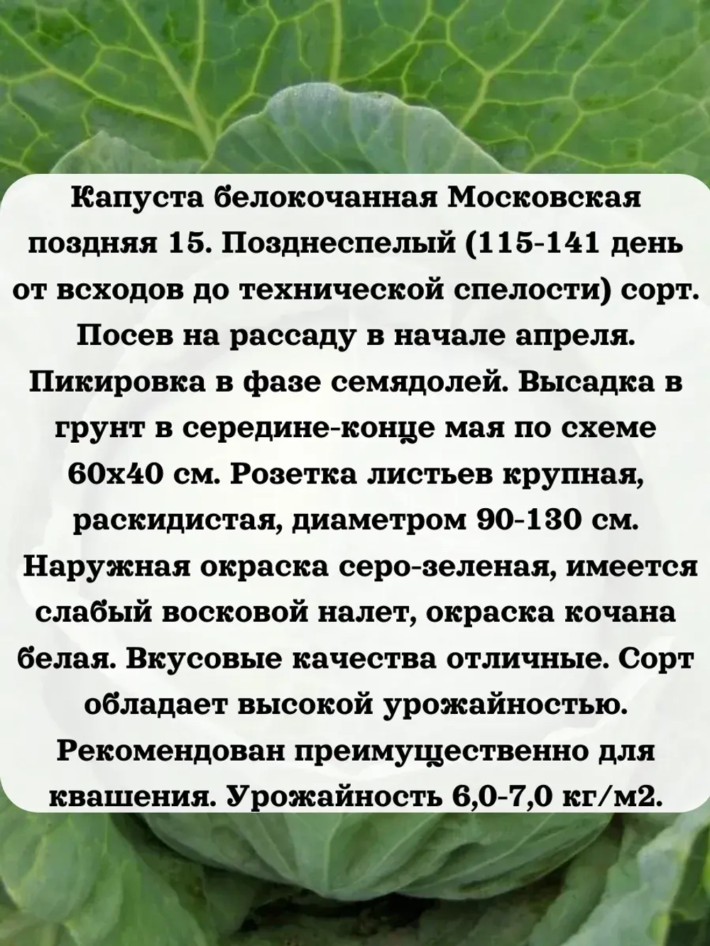 Семена капуста белокочанная Московская поздняя 15 5 гр