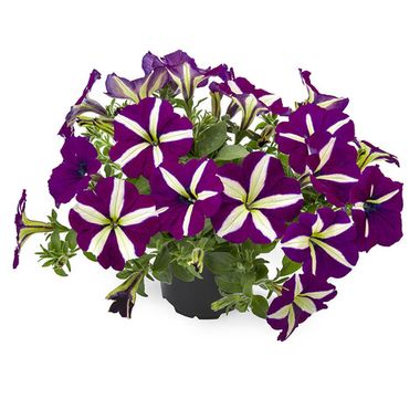32216 Петуния TEA VIOLET BICOLOR  - горшок 0,5л(P9)