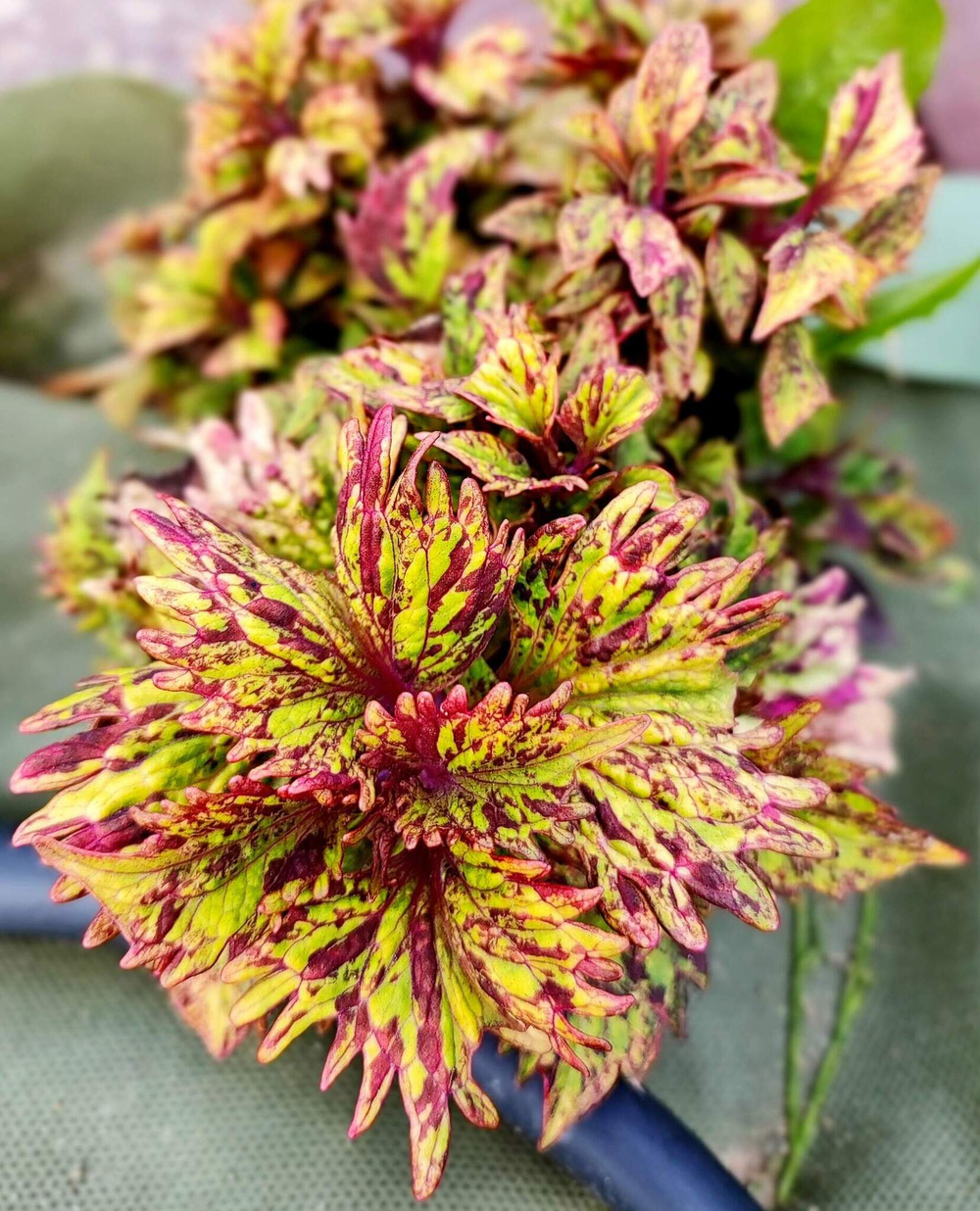 Vendela Тай колеус_Сейчас_КСР