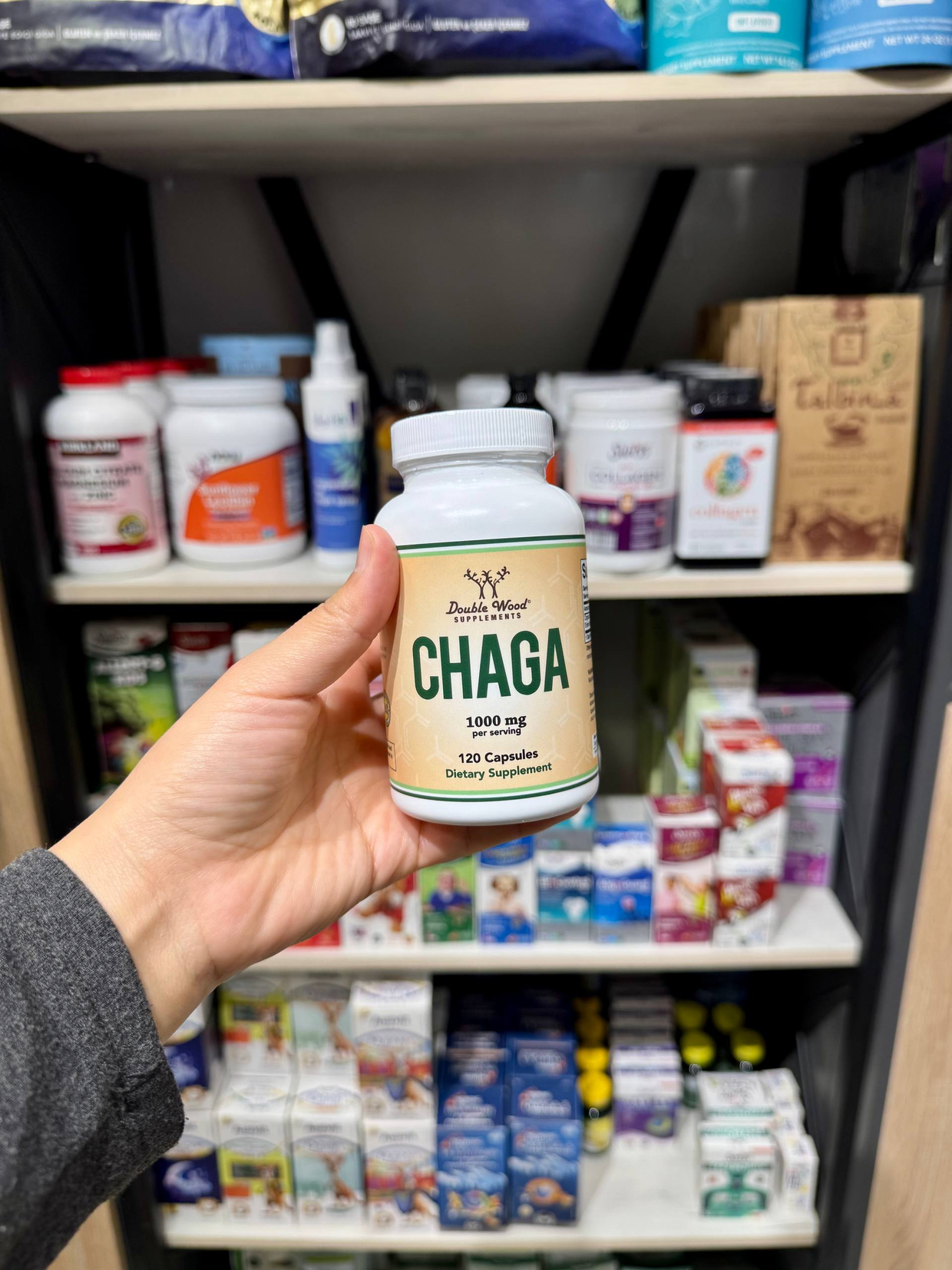 ЧАГА (Chaga қўзиқорини) нима?