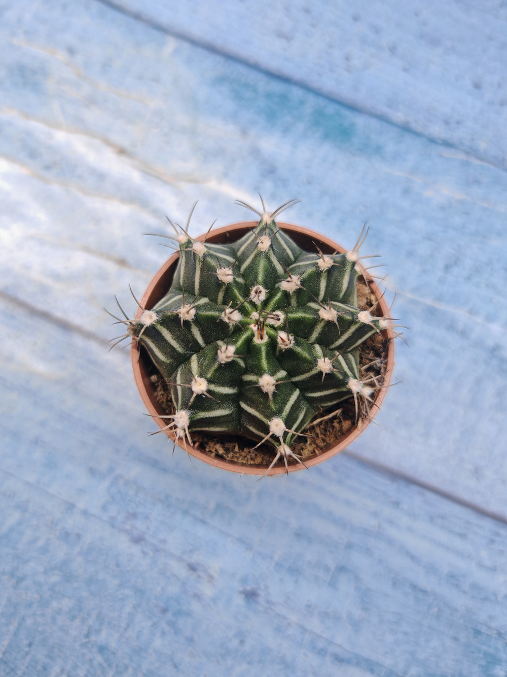 Gymnocalycium Friedrichii (Гимнокалициум)