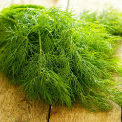 Укроп Дилл 2г Мировые Семена VITA GREEN