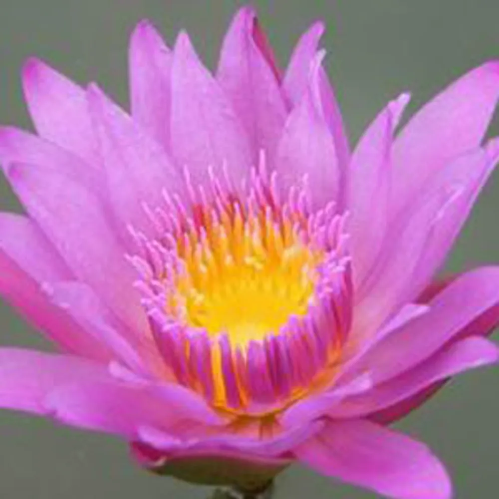 Нимфея Nymphaea Pink Day Water Lily