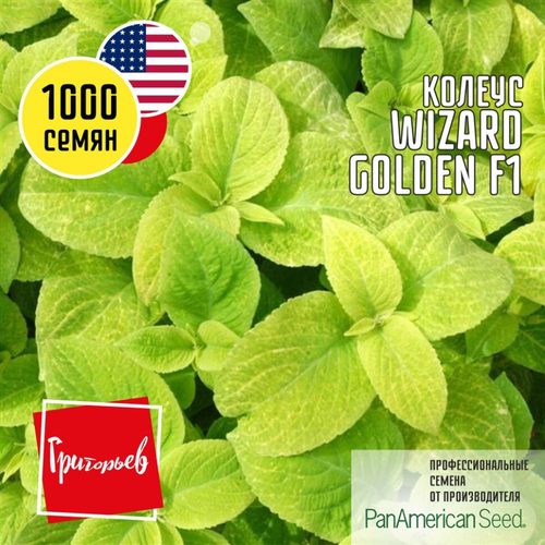 Колеус Wizard Golden F1