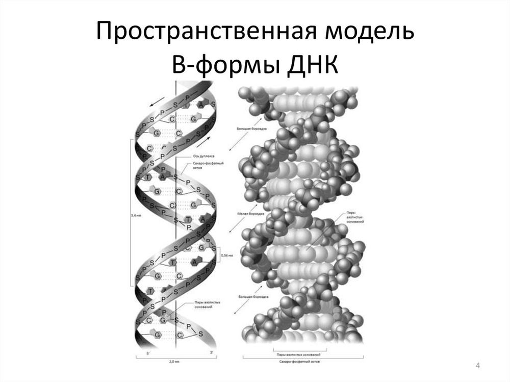 Модель структуры ДНК (разборная) — купить по ФГОС | Учебный стандарт