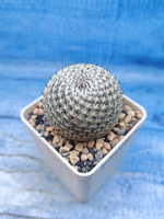 Mammillaria Microthele Superfina (Маммилярия)