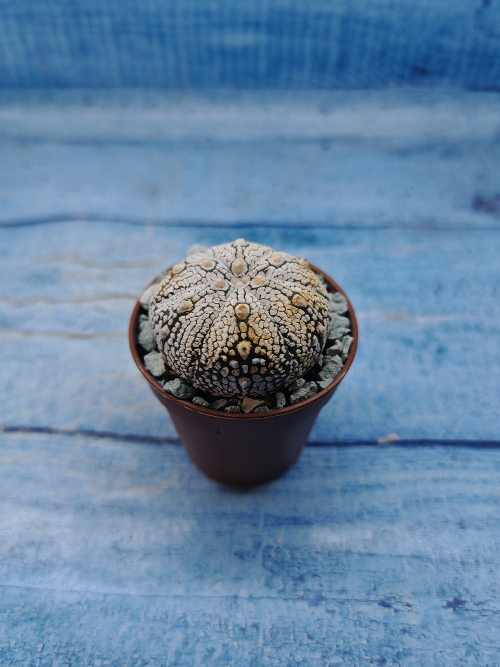 Astrophytum Asterias "Super Kabuto" (Астрофитум)