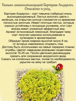 Тимьян Бертрам Андерсон лимонный чабрец золотой