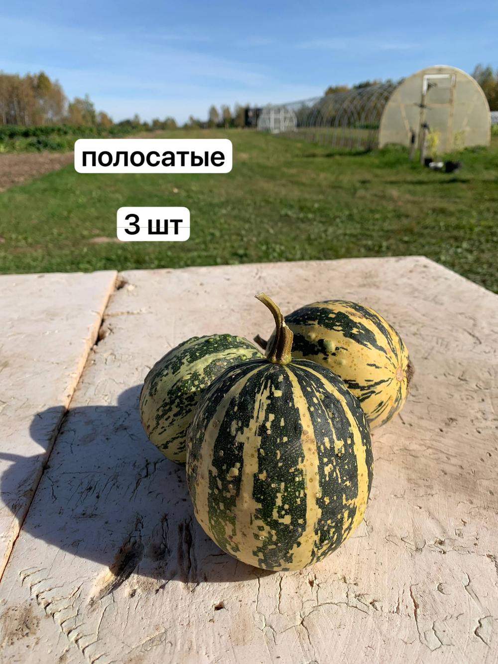 Тыква мини