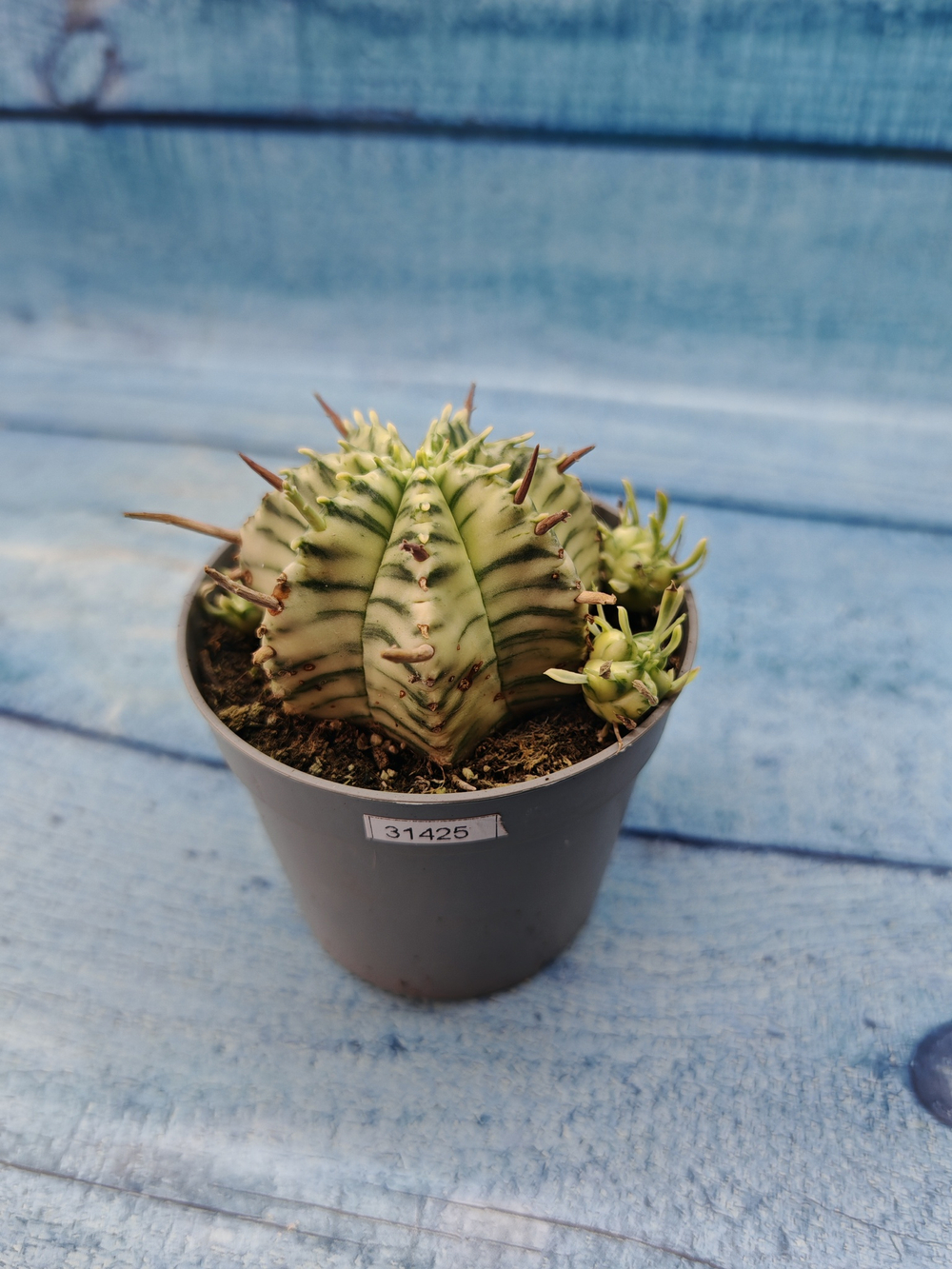 Euphorbia meloformis f. Variegated (Эуфорбия вариегатная)